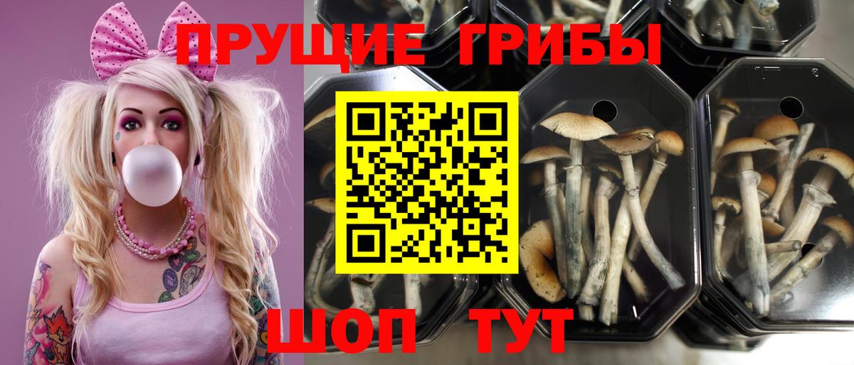 купить наркоту  Псилоцибиновые грибы ЛСД  Вход с VPN  Красный Сулин 